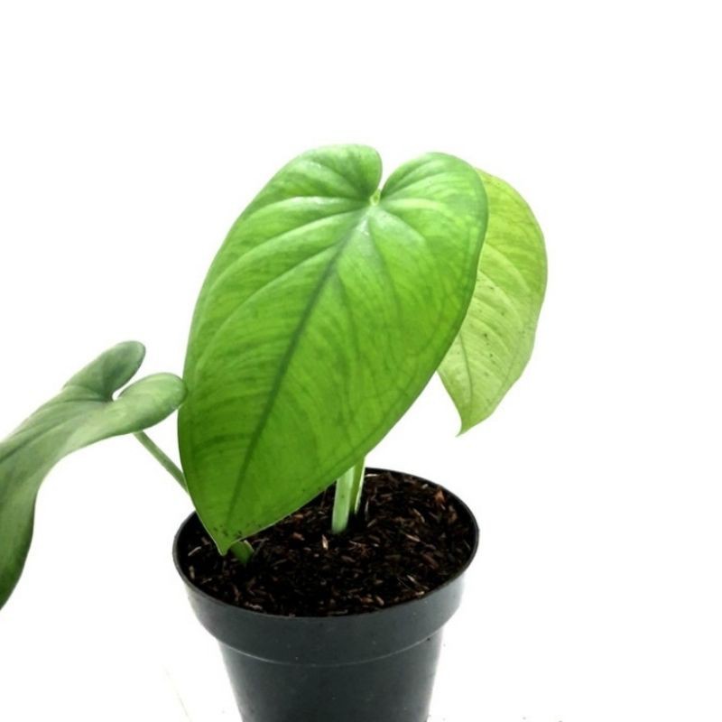 tanaman hias syngonium macrophyllum _ chiapense