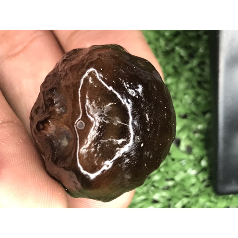 Muncang adu mayit siap adu