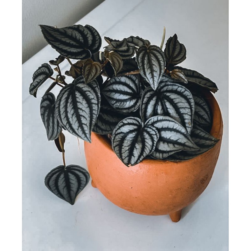 PEPEROMIA WATER MELON SILVER / PEPEROMIA SILVER / WATER MELON SILVER