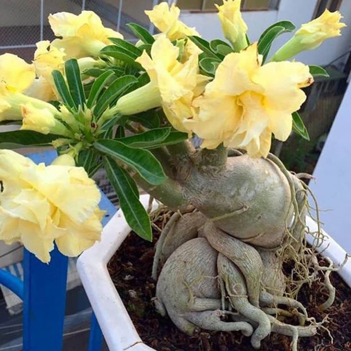 bibit tanaman adenium bunga kuning bonggol besar kamboja jepang bonsai