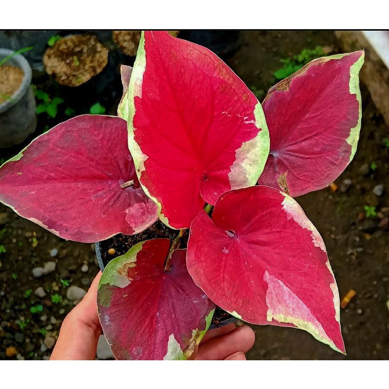 keladi DWI WARNA ANAKAN CALADIUM