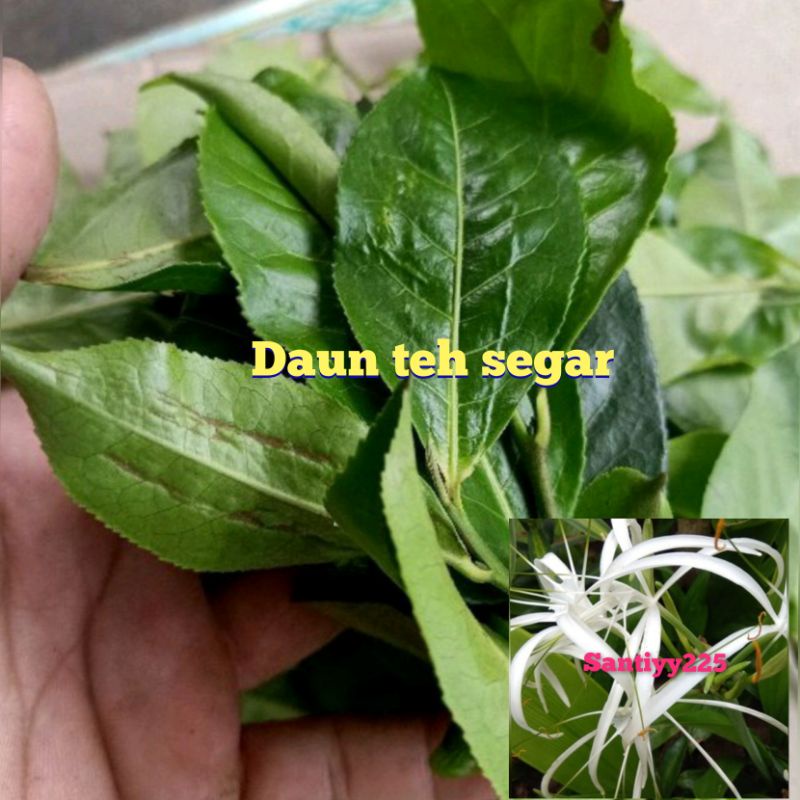 

jual daun teh hijau segar