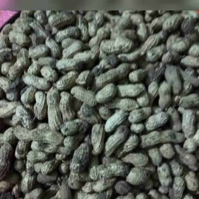 Kacang tanah kulit mentah kering