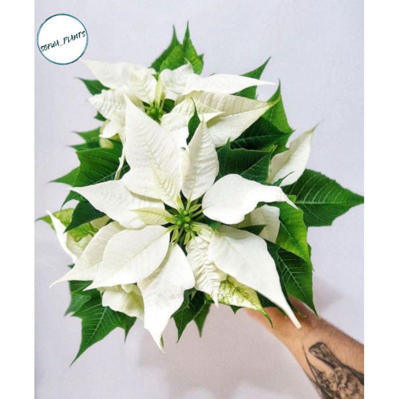 BIBIT POHON KASTUBA PUTIH