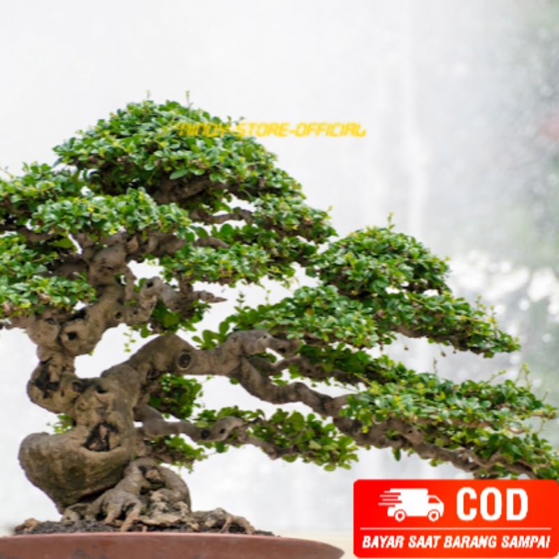 Bahan Bonsai Hokiante / Bakalan Hokiantea / Pluntur Bonsai Mame 40 - 50 cm