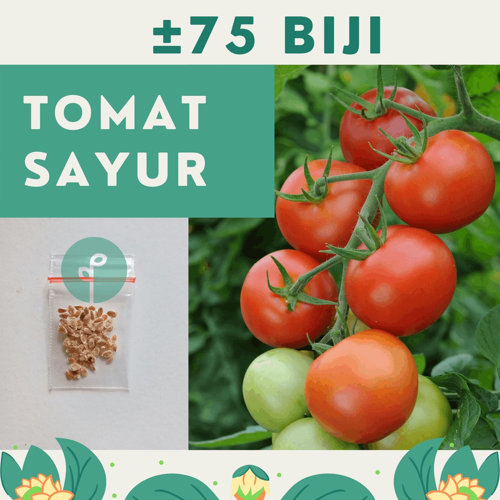 Bibit Sayuran Benih Sayur Paket Lengkap Hidroponik Kangkung Bayam Cabe Sawi Selada Terong Tomat dll-TOMAT SAYUR