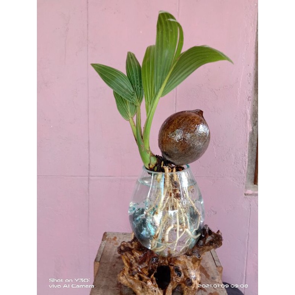 bonsai kelapa sudah jadi