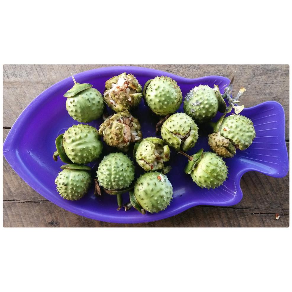 DM2018 BUAH KECUBUNG WULUNG SEGAR KD1