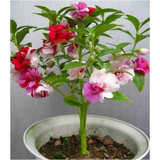 Benih Bibit Biji - Pacar Air Tumpuk Tricolor MERAH - SOFT PINK - FANTA (3 Warna) Rose Balsam Impatiens Balsamina Flower Seeds