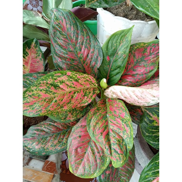 Bibit bunga Aglonema