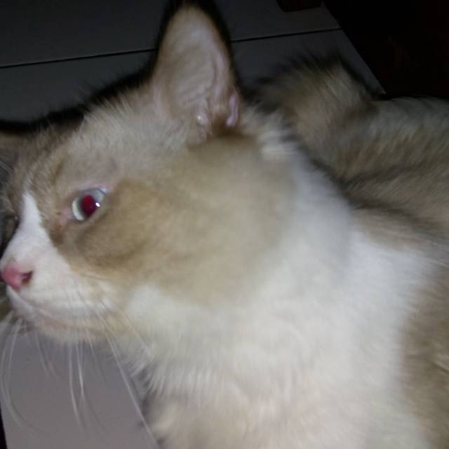 dwiren