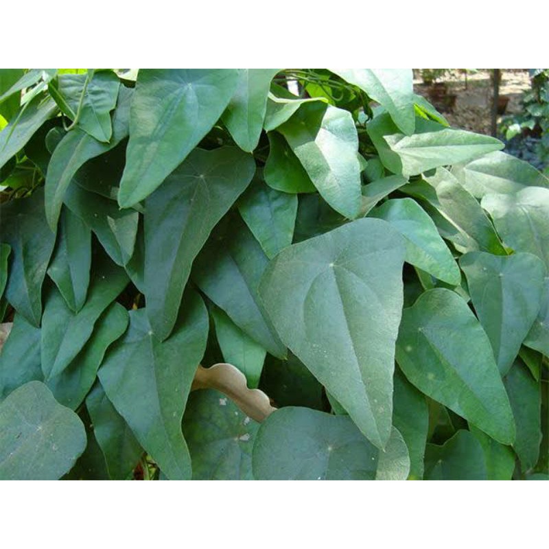 

Daun Cincau Hijau Segar