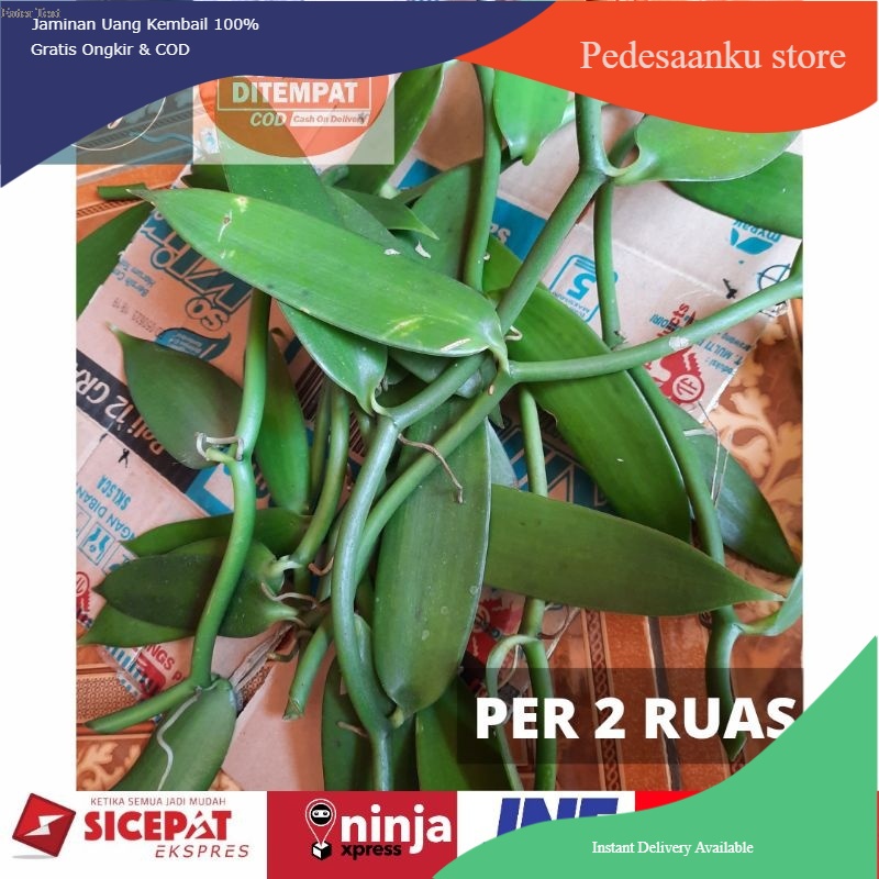 BIBIT VANILI STEK PER 2 RUAS/PER 2 DAUN VANILA PLANIFOLIA - Benih Vanili Unggul