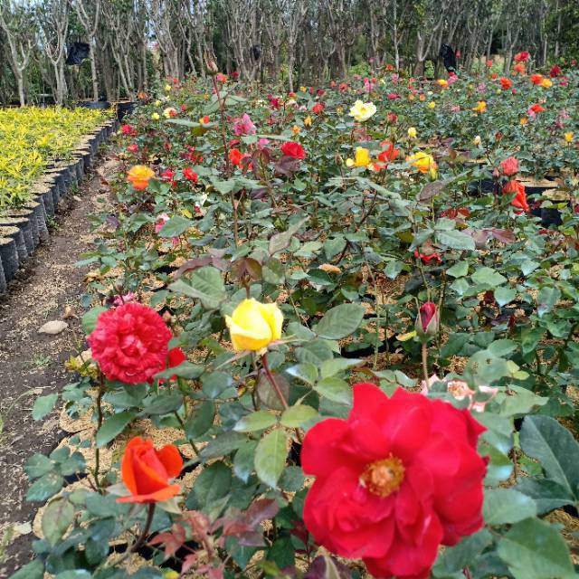 Tanaman Bunga mawar hidup bisa pilih warna mawar asli Tanaman Bunga mawar hidup bisa pilih warna mawar asli