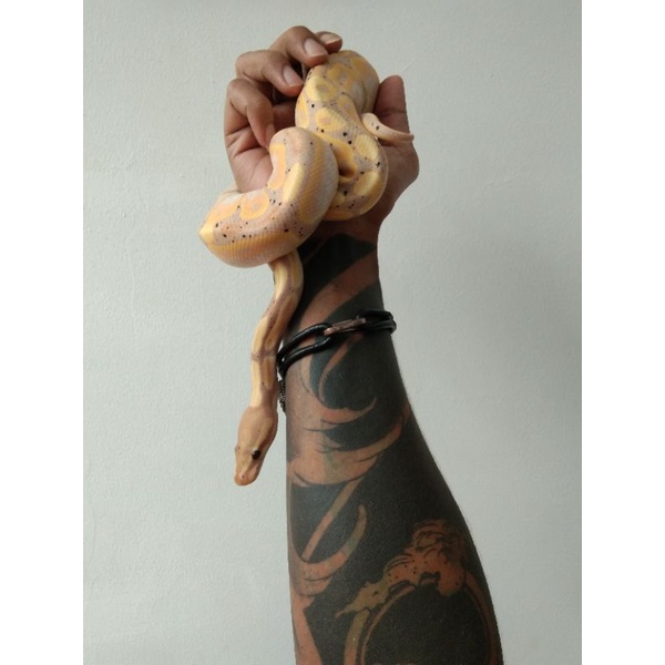Ball Python Banana Pastel Male