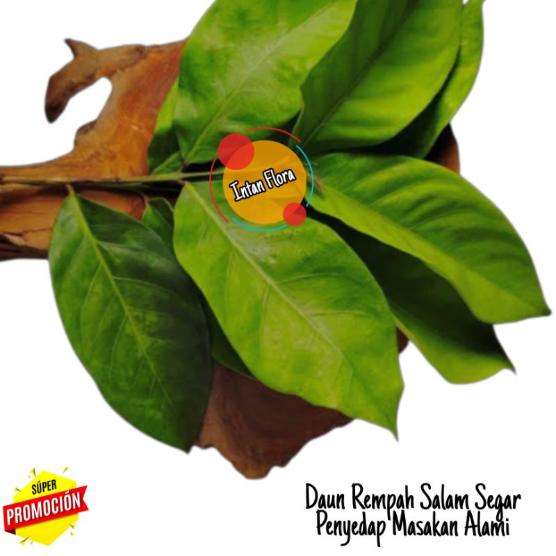 

Daun Salam Segar-Rempah penyedap masakan terbaik (30 lembar)