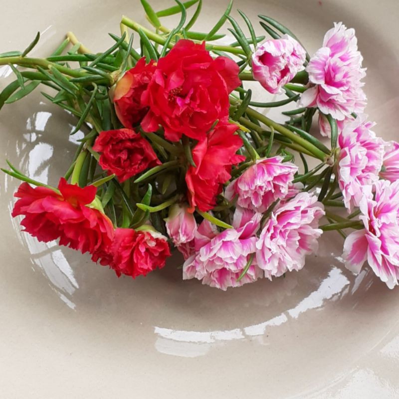 Bunga krokot tumpuk/krokot gantung