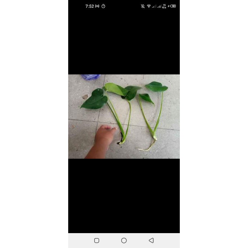 Cutting anakan Monstera deliciosa King