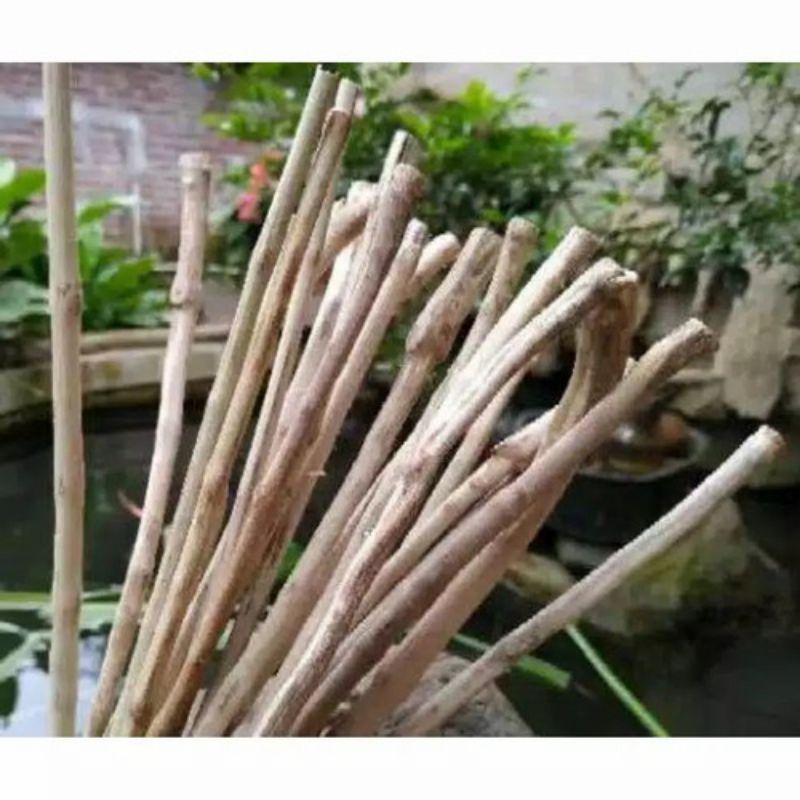 Batang Senggani Pohon Senggani Aquascape