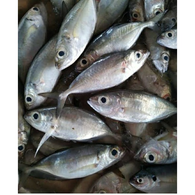 

ikan kembung mata belo