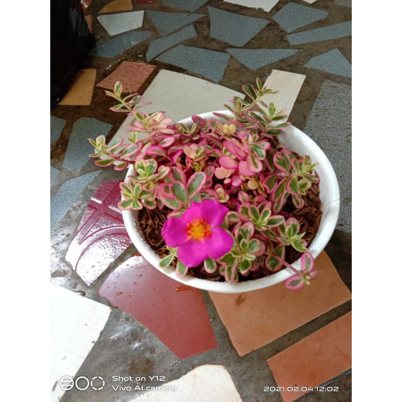 tanaman hias portualaca pink/krokot varigata