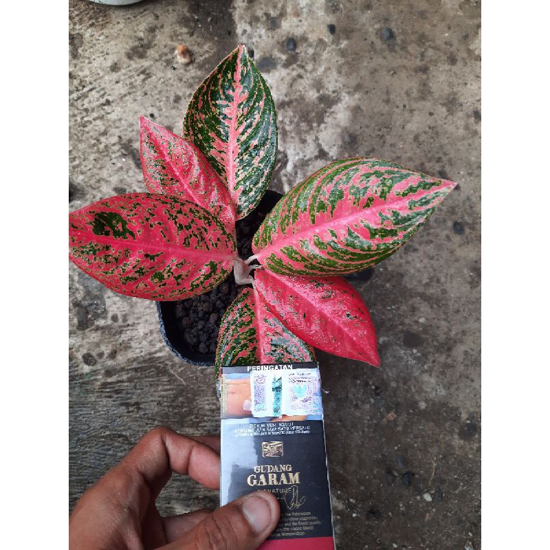 Reanita mutasi aka surya