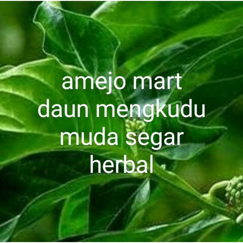 

DAUN MENGKUDU MUDA SEGAR HERBAL UTK SAYUR