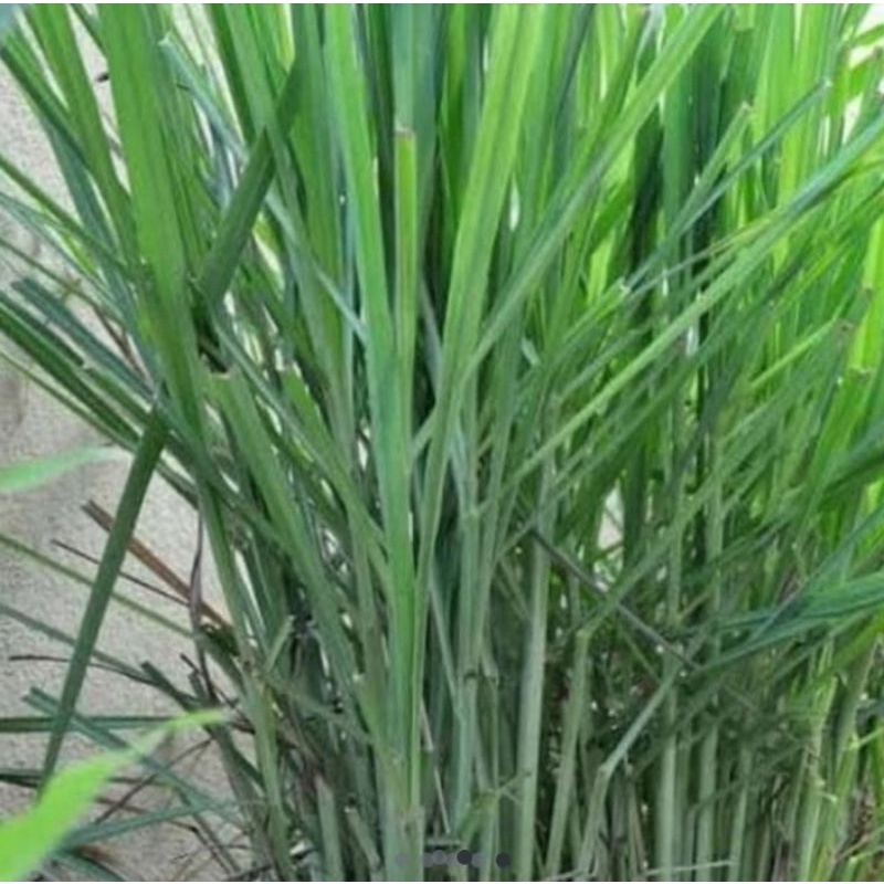 

daun sereh/sereh bumbu sayur/sereh wangi