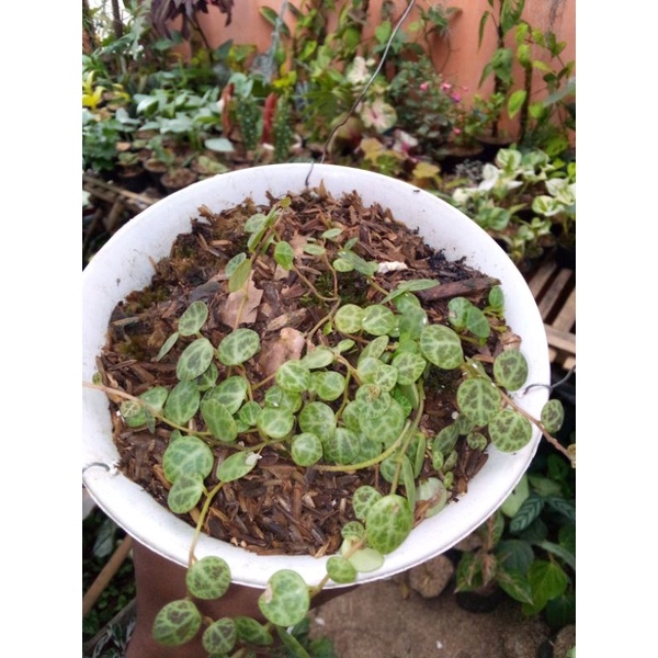 tanaman string of turtle