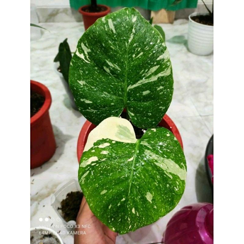 bonggol philodendron monthai