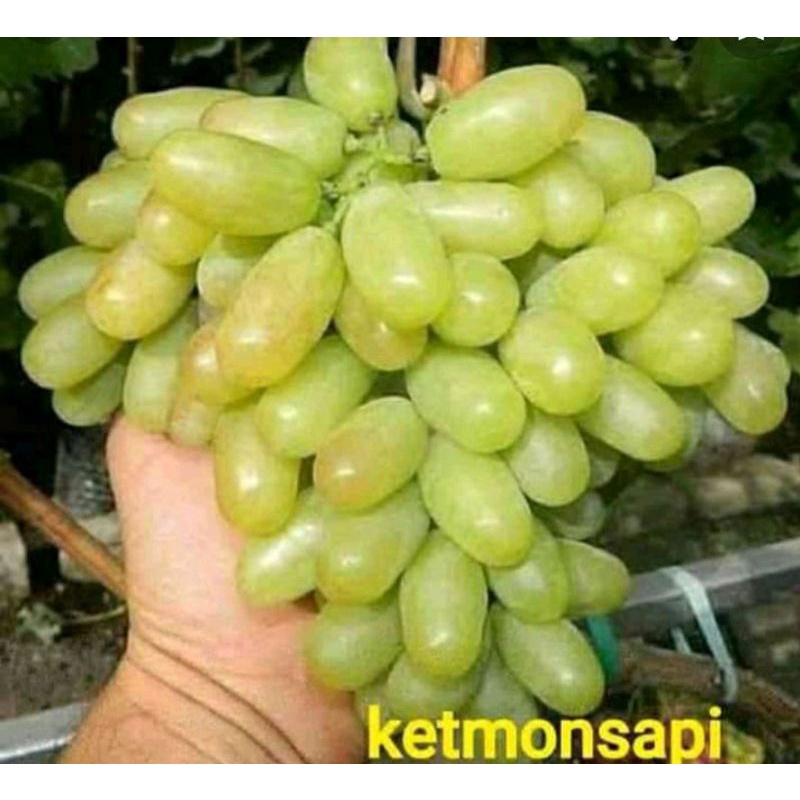 bibit anggur import berkualitas - Ketmonsapi
