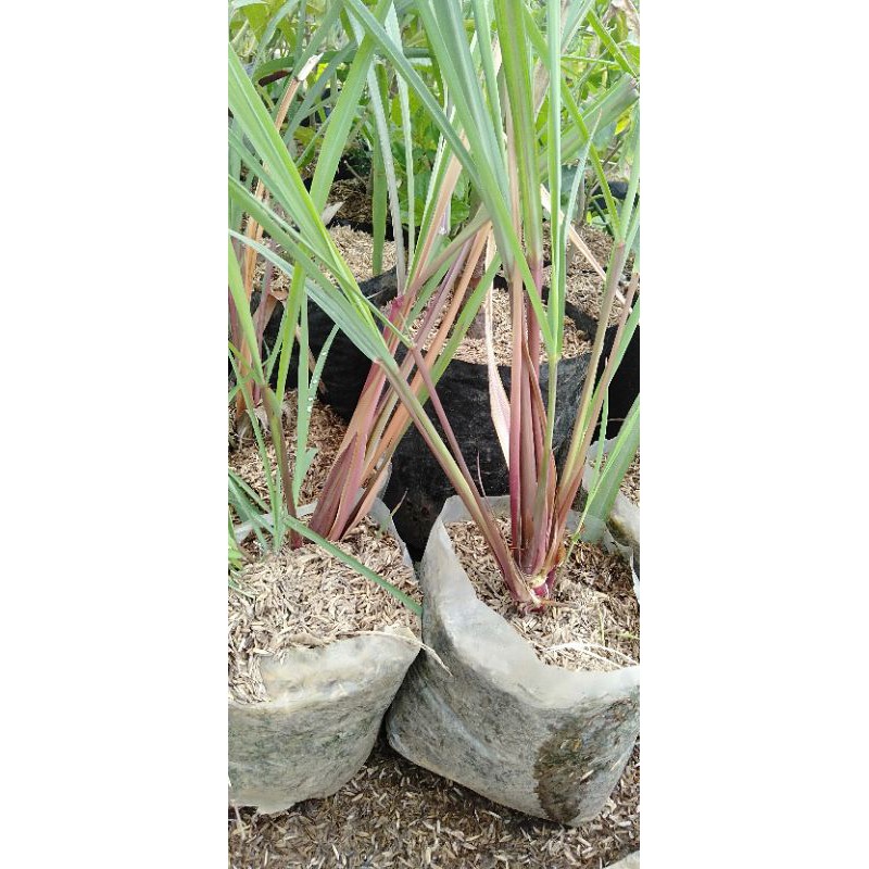 Tanaman serai wangi/serai merah