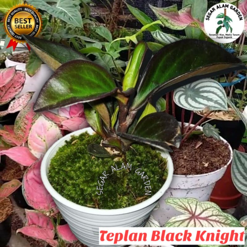 Tanaman Hias Peperomia Black Knight-Teplan Black-Teplan Hitam