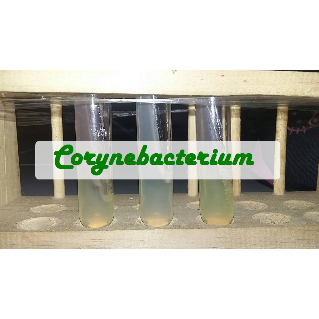 Biakan Corynebacterium Murni Isolat Corynebacterium