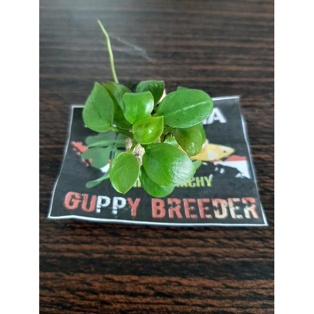 Anubias Petit Darat Anubias Petite Emersed Tanaman aquascape