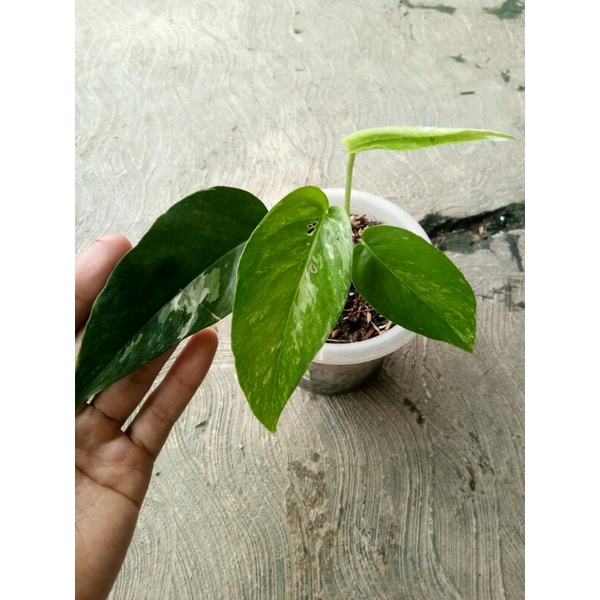 epipremnum variegata