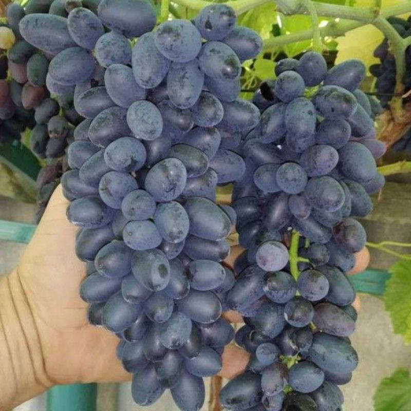 BIBIT ANGGUR IMPORT JOY SEDLESS GRAFTING VALID