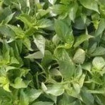 

Daun Kemangi