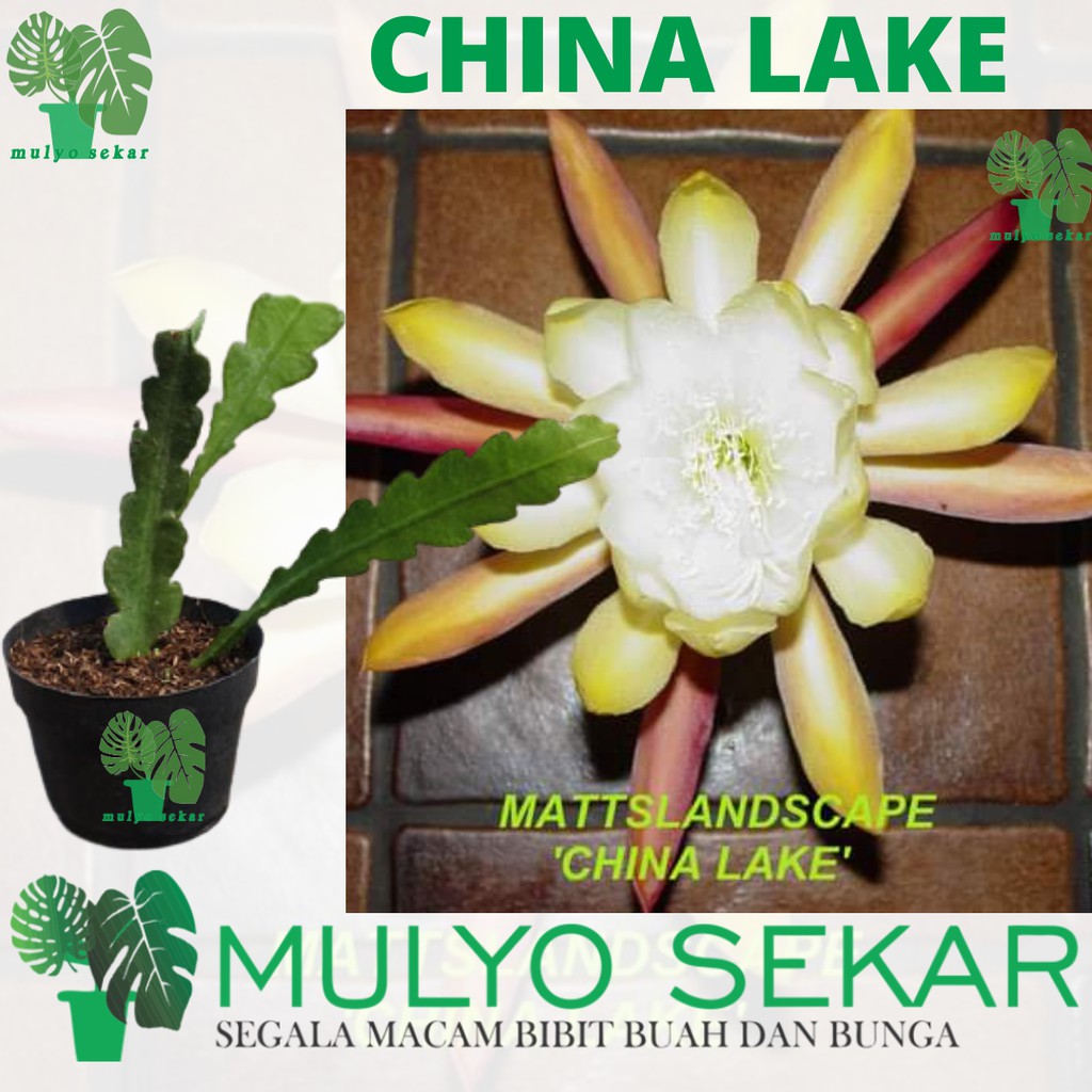 tanaman wijaya kusuma china lake Bibit bunga besar Epiphyllum (Bergaransi)