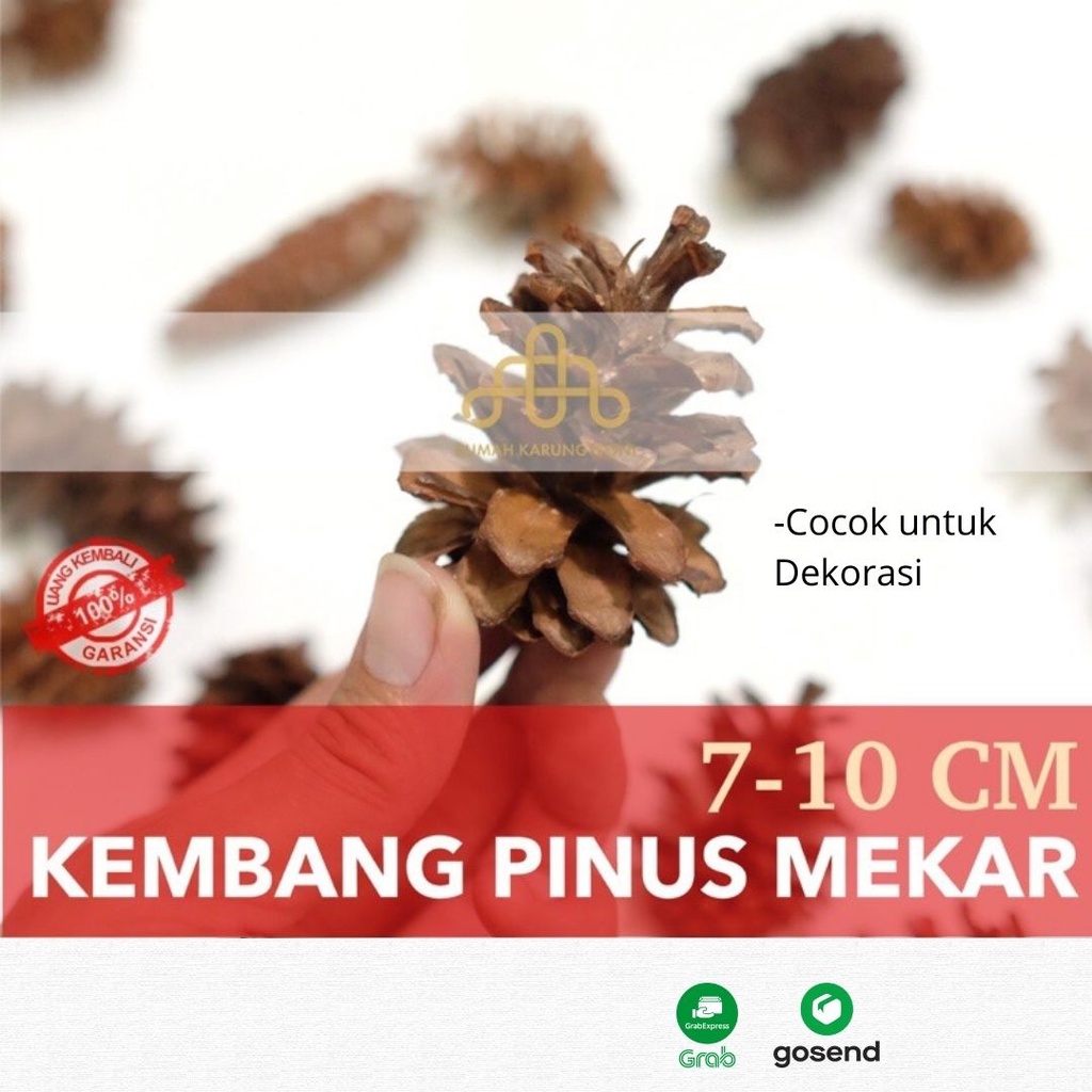 Dekorasi Mahar Kembang Bunga Pinus Kering - Buah Pinus Hiasan Pohon Natal - Dried Pine Flower - Bahan Craft Mahar