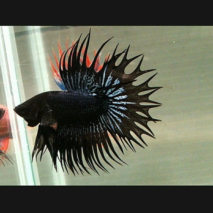 ikan cupang serit pasangan