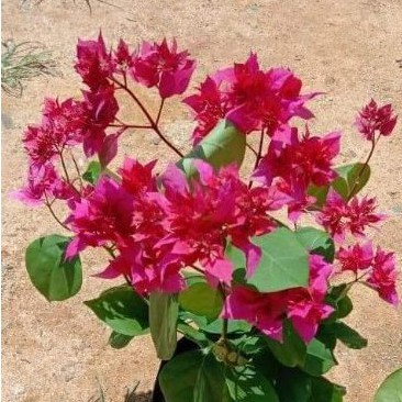 Bougenville Hawai merah/ bunga tumpuk