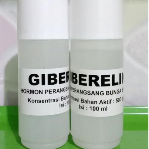 ✺ Hormon Tanaman Giberelin ➱
