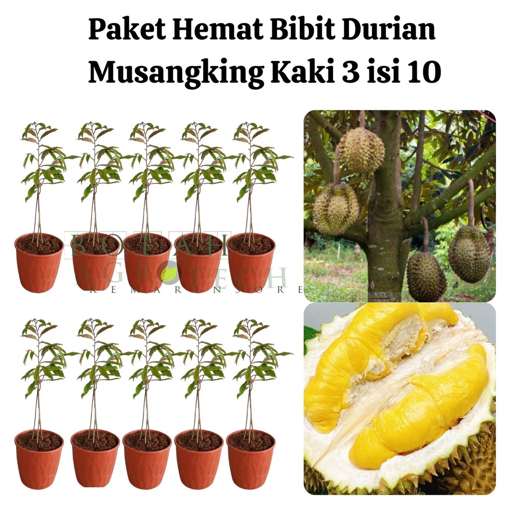 Paket Hemat Bibit Durian Musangking Kaki 3 Isi 10 Bonus Bibit Strawberry+Polibag