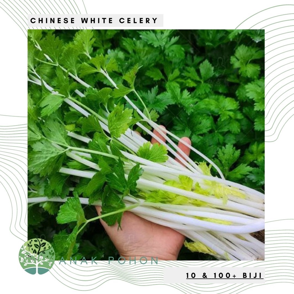 Benih Bibit Biji - Chinese White Celery Seledri Batang Putih Seeds - IMPORT