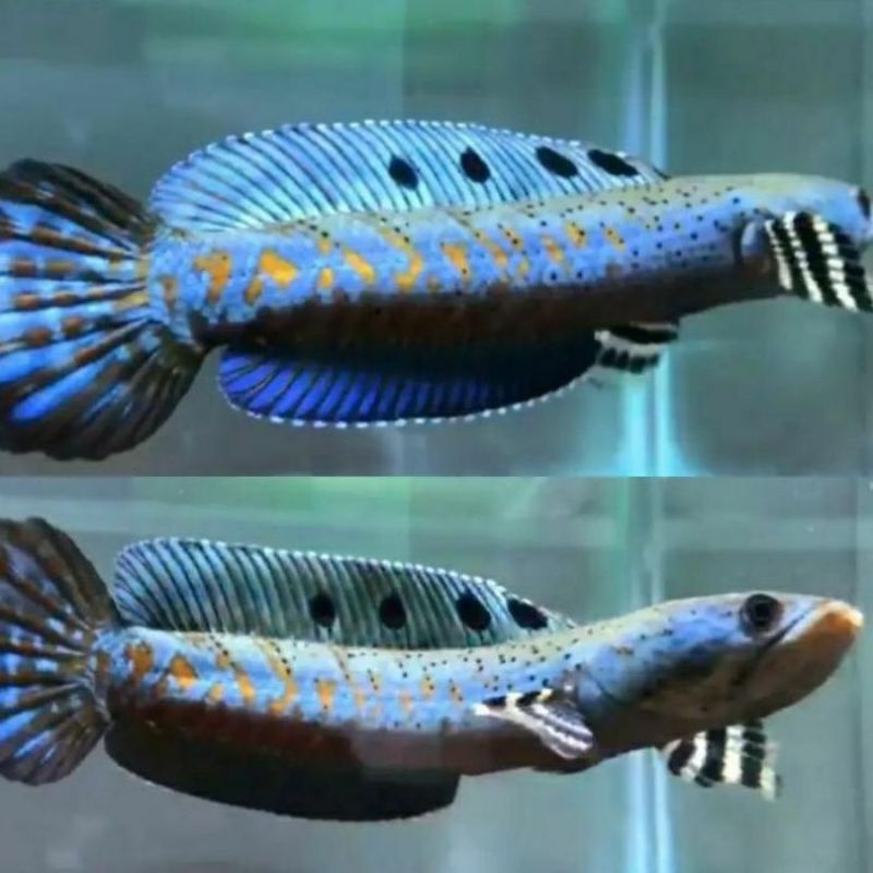 Cana blue pulcra hiasan aquarium termurah super premium grad A