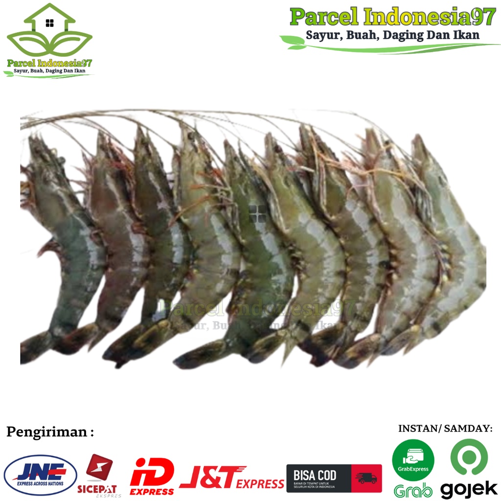 

Udang pancet udang windu udang tiger segar pilihan pasar murah