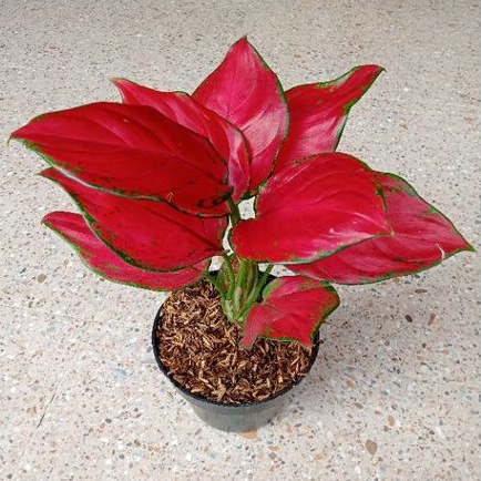 Aglonema Super Red Anjamani Menor Daun 5-6-7-8++