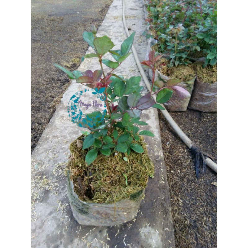 Bibit Mawar Rose Tanaman Hias Bunga Ros Kembang