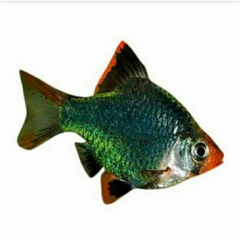 ikan hias green tiger barb